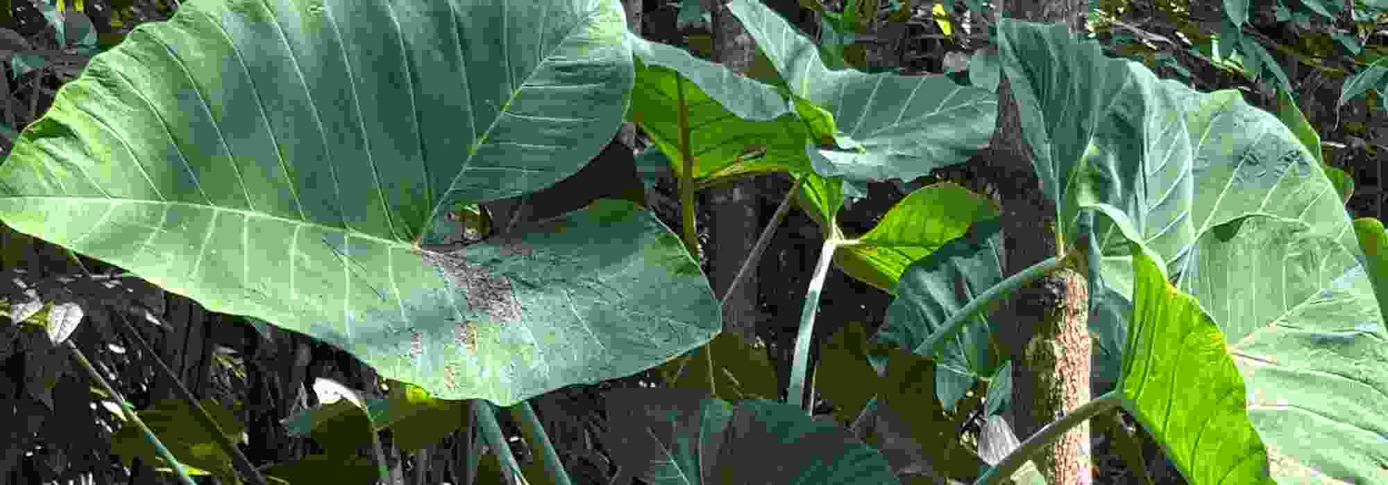 Alocasia or Colocasia: how to recognise them?