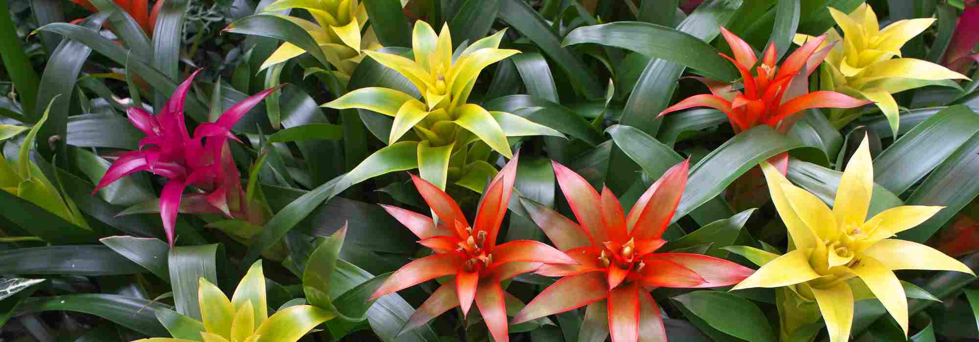 Guzmania: care throughout the seasons