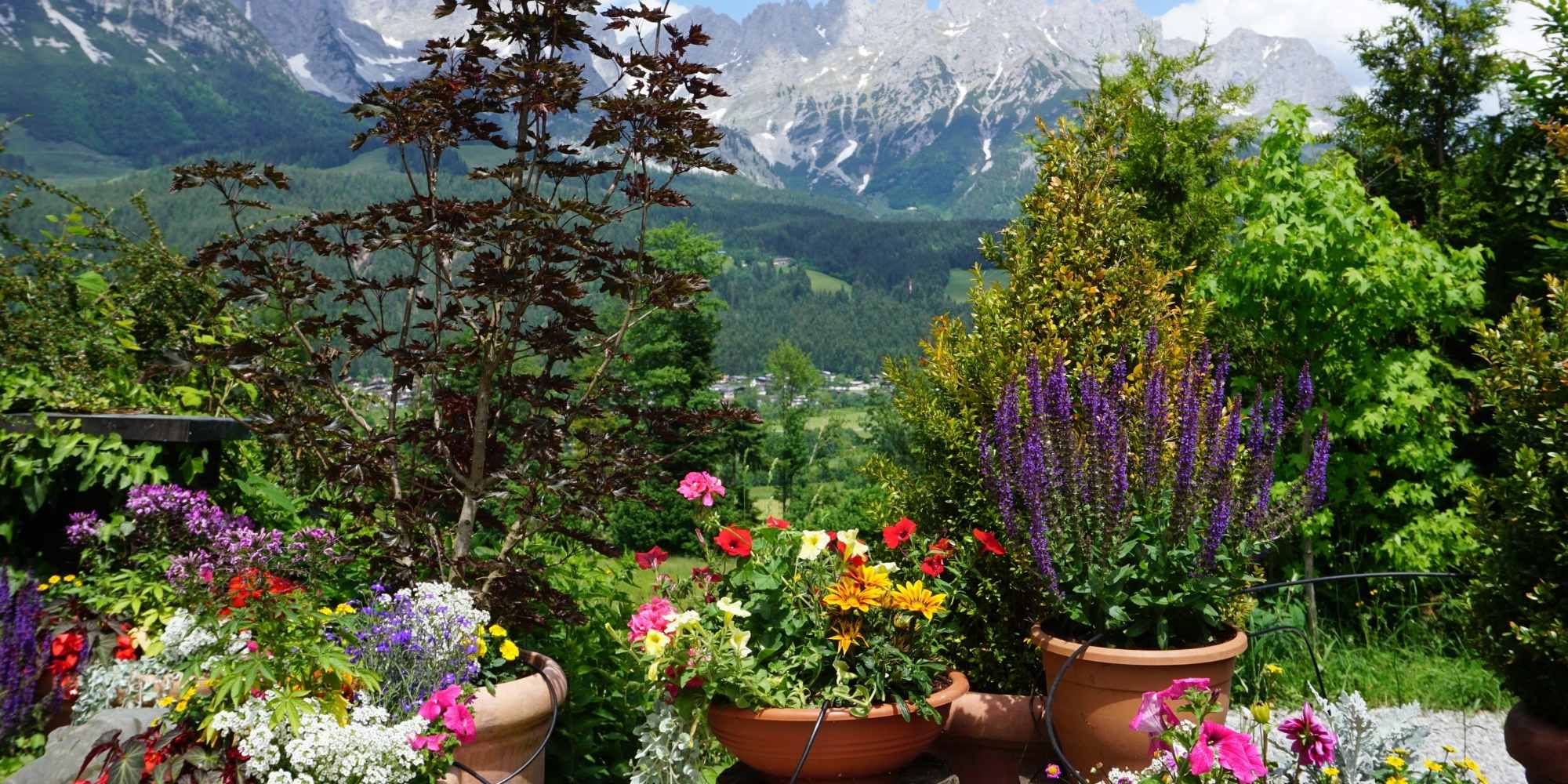 Medium-altitude garden: which plants are suitable and mistakes to avoid?