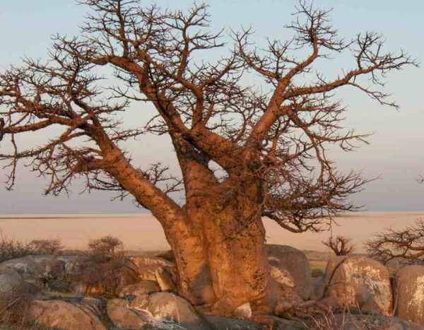 Sacred plants and trees around the world