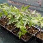 How to sow angelica?