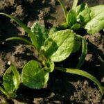 How to sow spinach?