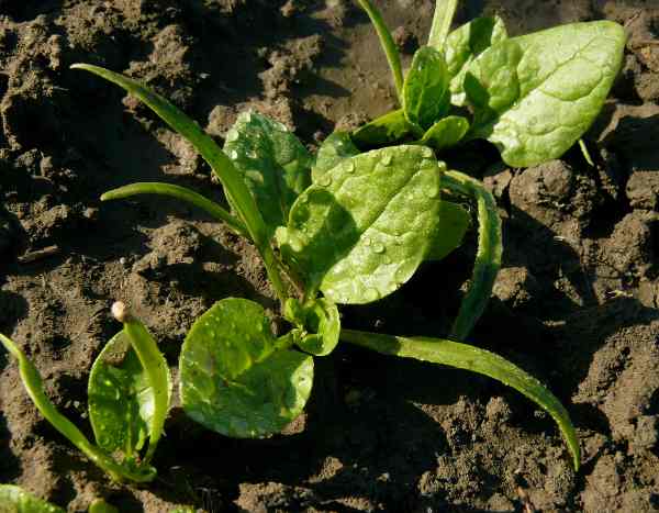 How to sow spinach?