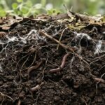How to recognise a living soil?