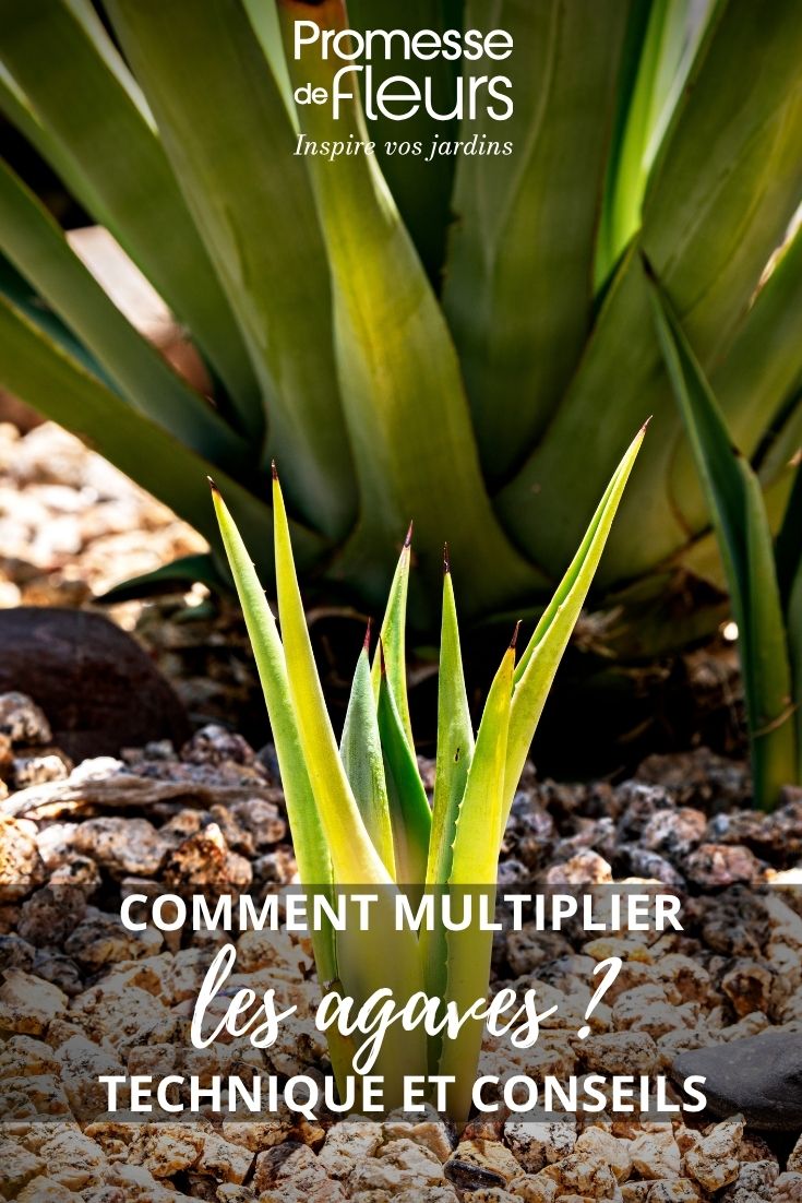 young agave