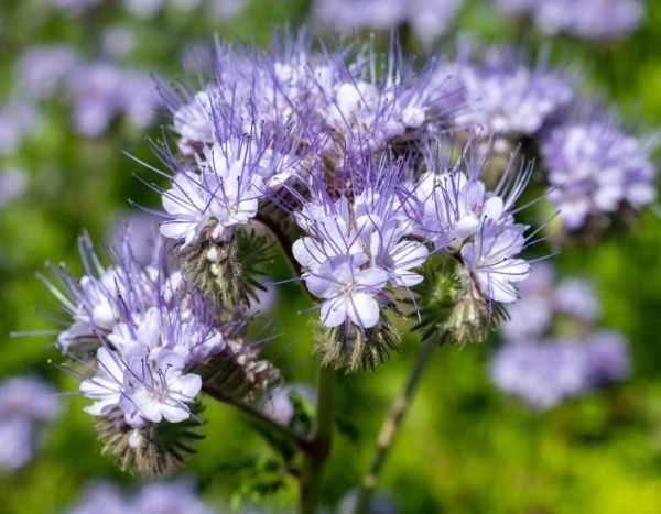 How to sow phacelia effectively in the garden?