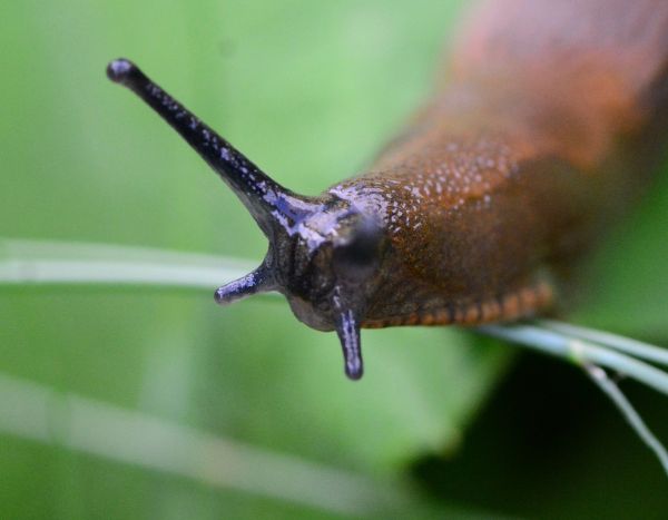 How to make a slug trap?