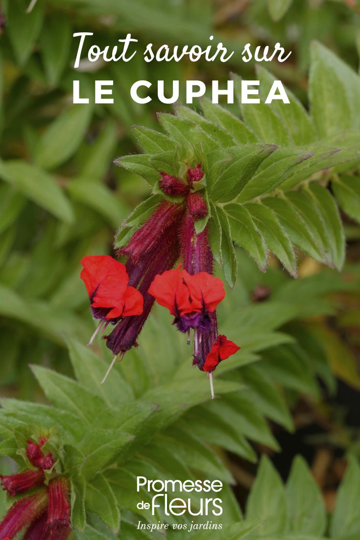 Cuphea flower