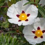 Is my rockrose dead? What should I do?
