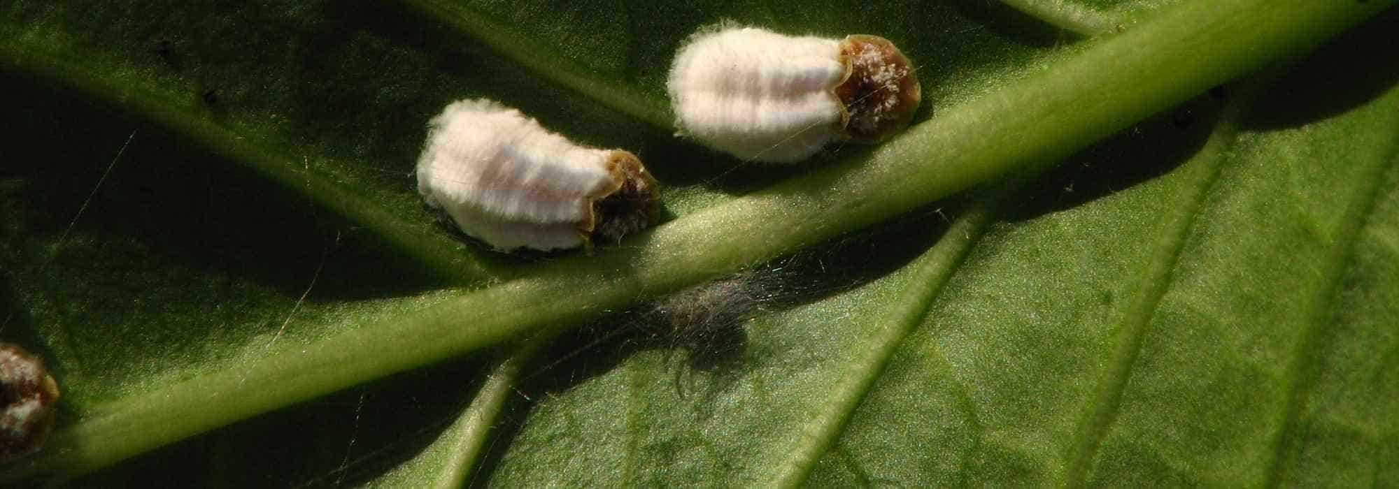 How to get rid of scale insects on citrus trees?