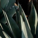 How to propagate agaves?