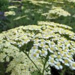 How to sow yarrow?