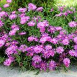 How to propagate Delosperma?