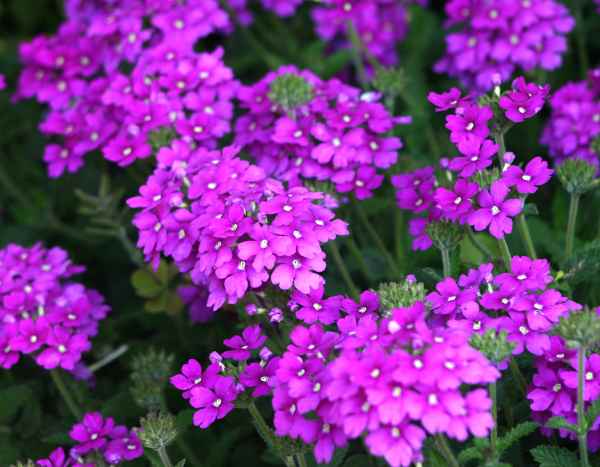 How to sow verbenas and lemon verbena?