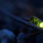 Glowworm in the garden: a formidable predator of snails