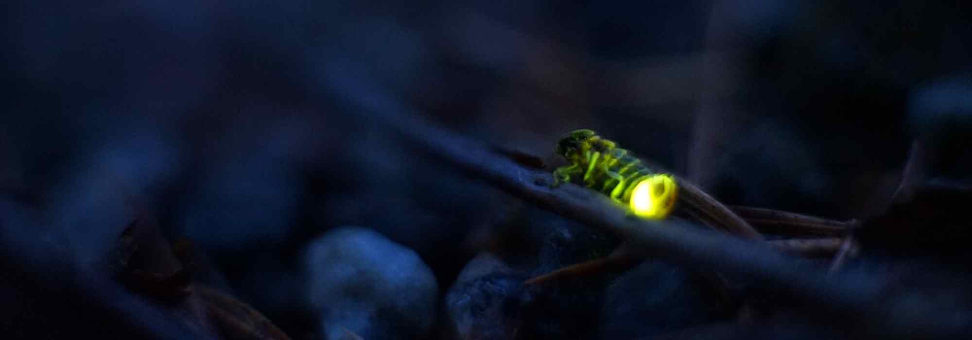 Glowworm in the garden: a formidable predator of snails