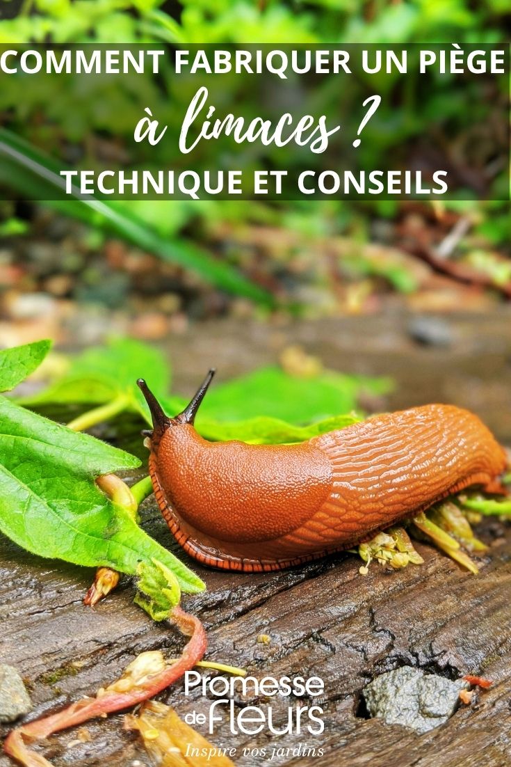 garden slug