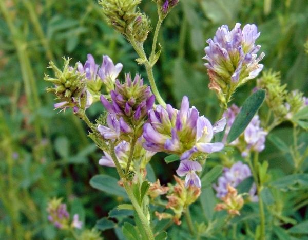 How to sow lucerne as green manure?