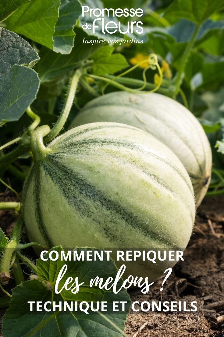 Pricking out melon seedlings