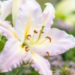 Hardiest summer bulbs