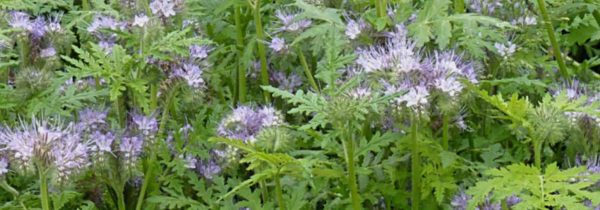 Green manures: mistakes to avoid