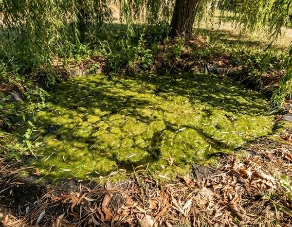 How to fail at maintaining your garden pond?