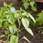 How to transplant peppers successfully: when and how to do it
