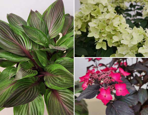 Chelsea Flower Show 2026: discover the award-winning plants