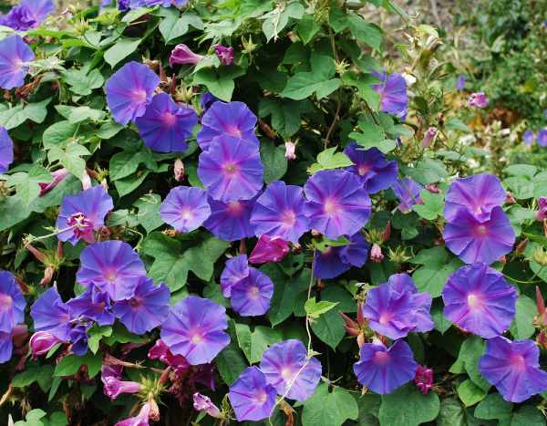 How to sow morning glories easily?