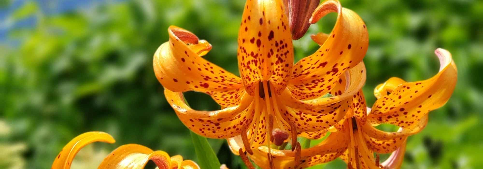 Discover wild, graceful botanical lilies