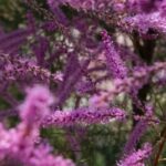 5 lovely pairing ideas with tamarisk