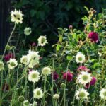 Tall perennials: must-have giants for the garden