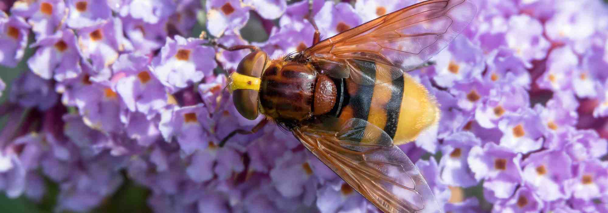 Plants that attract hornets