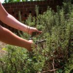 How to rejuvenate an old rosemary by pruning?