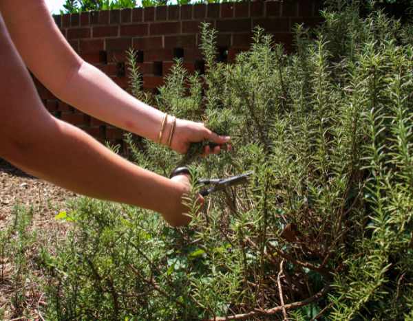 How to rejuvenate an old rosemary by pruning?
