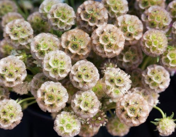 How to dry scabious to ensure successful bouquets?