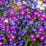How to sow lobelias?