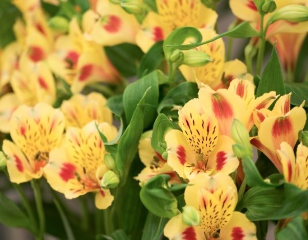 How to propagate Alstroemerias?