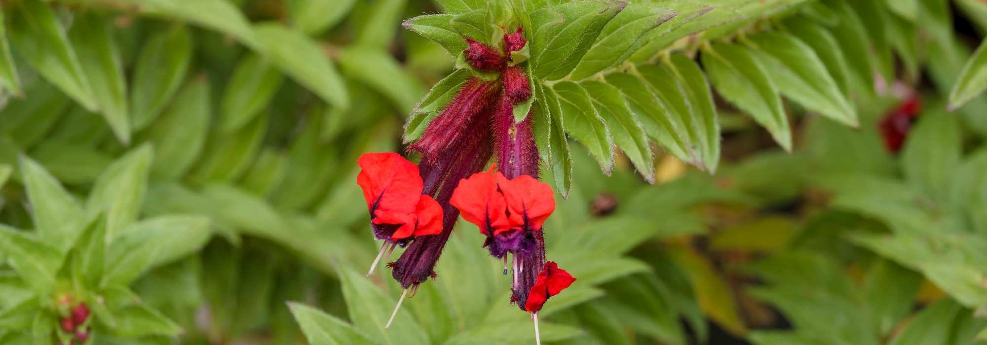 Diseases and pests of Cuphea: symptoms, treatments and prevention