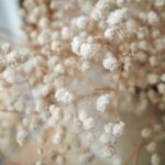 How to dry Gypsophila?