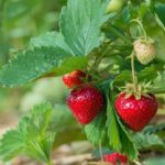 How to prolong the strawberry harvest in summer?