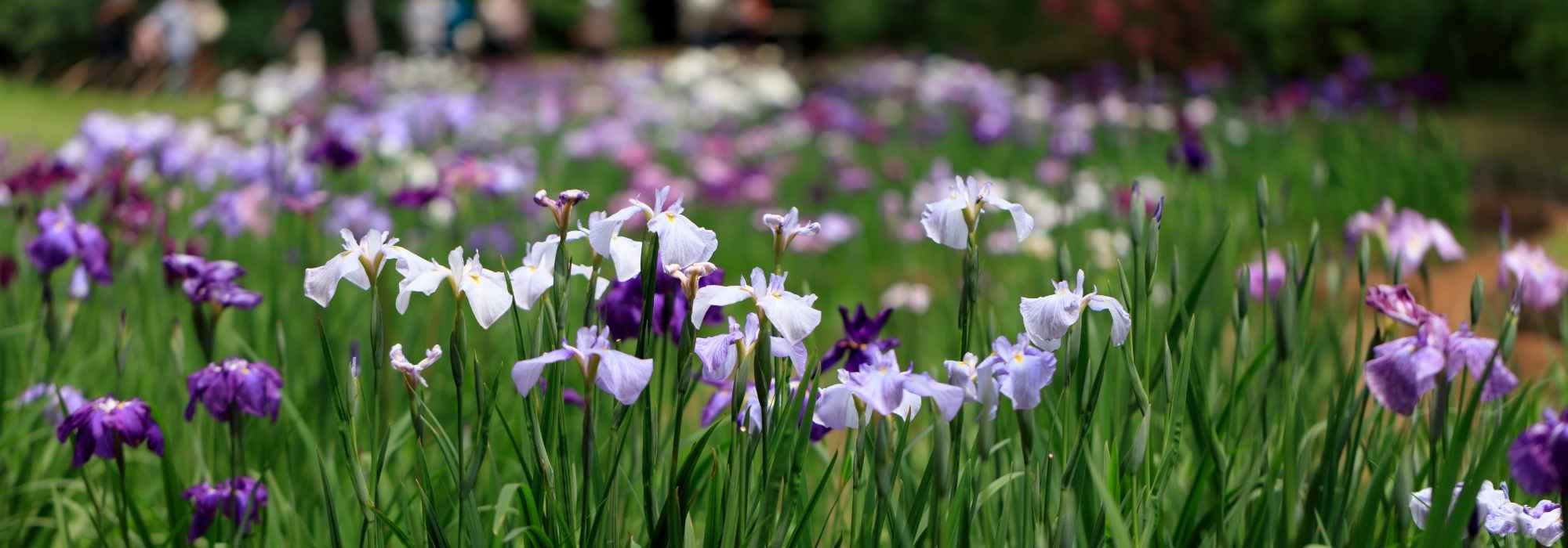 Iris in borders, at pond edges, in shade… How-to guide