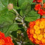 Lantana diseases and pests: how to recognise and treat them?