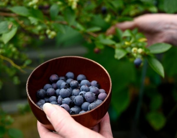 How to harvest and store blueberries?