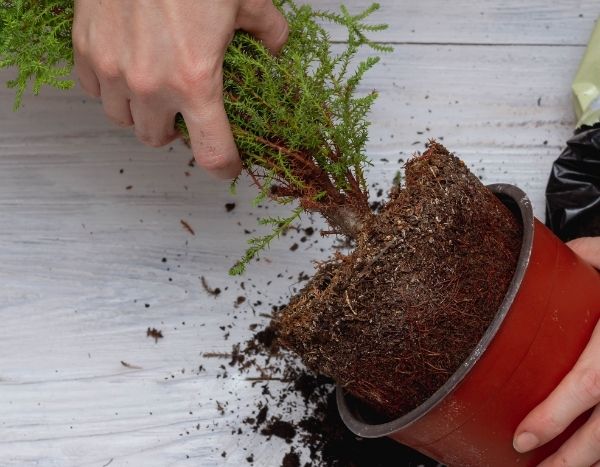 How to rehydrate the root ball of a completely dry plant?