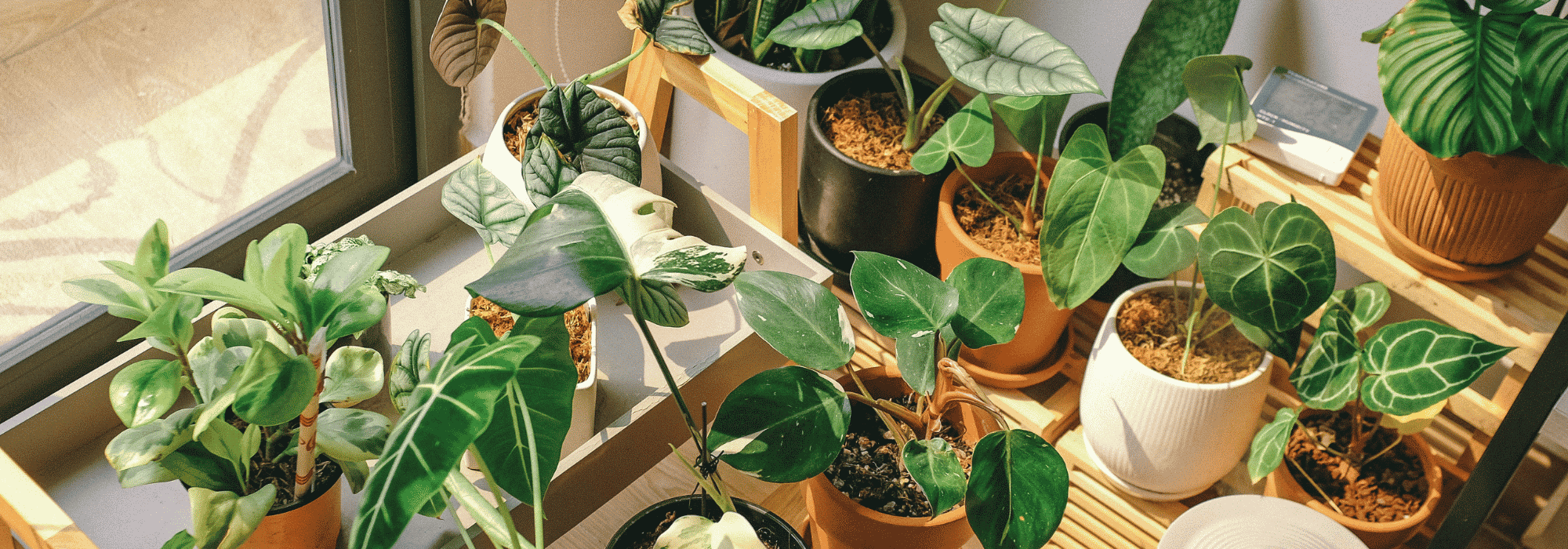 Indoor plants: 8 common mistakes to avoid in summer