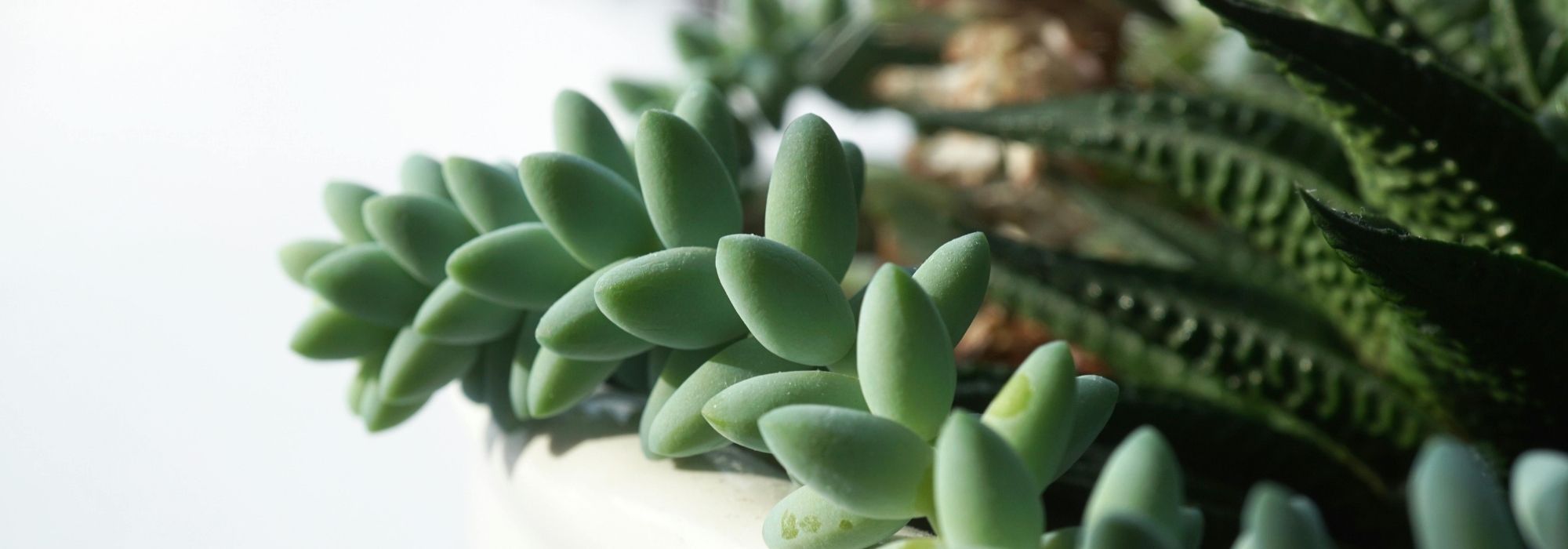 Haworthia: care, cuttings and cultivation of this small succulent plant