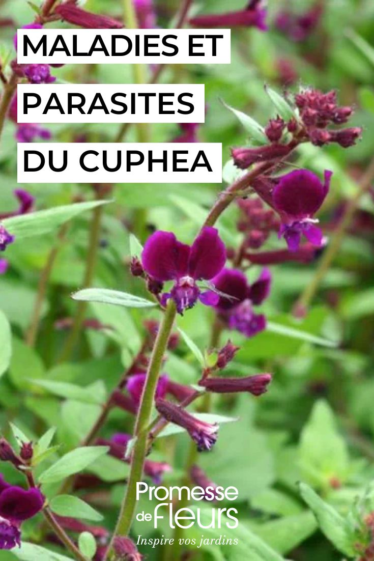 Cuphea Purple Passion flower