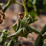 Plants scorched by drought: should they be replaced?