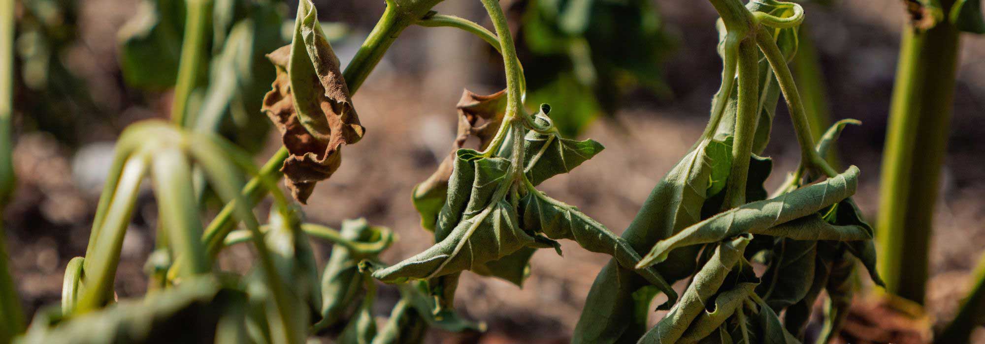 Plants scorched by drought: should they be replaced?